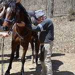 Confirming horse health